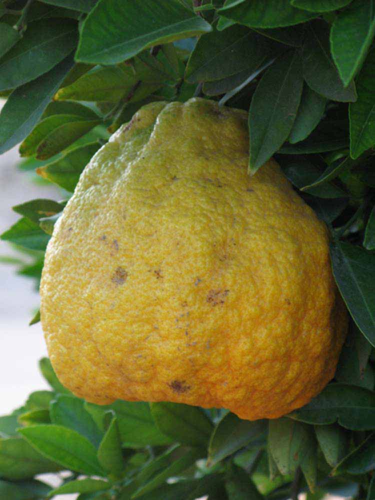            Fruit (Riverside, CA)   